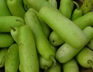 Bottle gourd