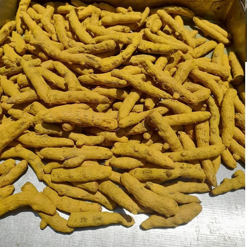 DRY Turmeric Fingers (పసుపు కొమ్ములు)