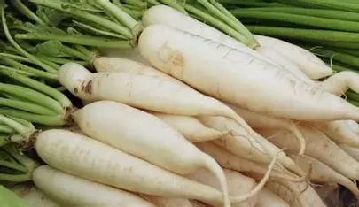 Radish(ముల్లంగి)