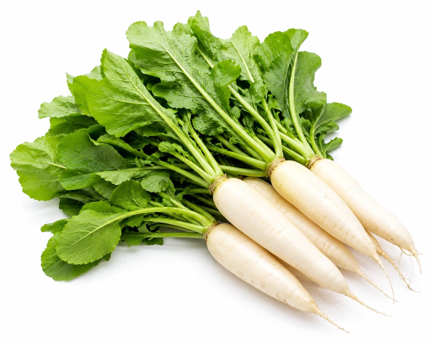 White Radish(ముల్లంగి)