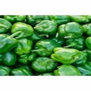 Capsicum
